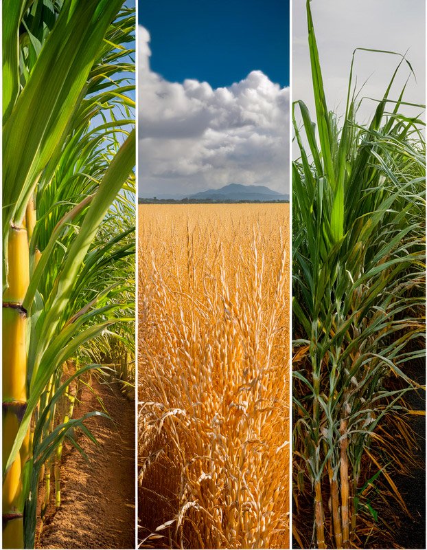 tryptique-canne-a-sucre_ble_mais_triptych_wheat_sugar-cane_corn